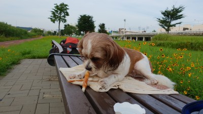 유등천에 살림차린 래미