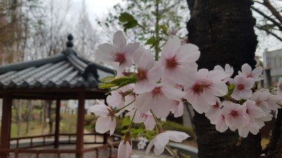 이쁜 꽃