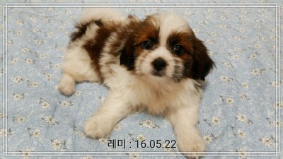 래미 생일 기념