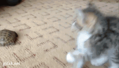 5c30a861b36656b0d3453838eabf1087_1571148438_3035.gif