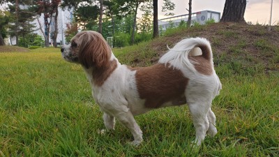 remi