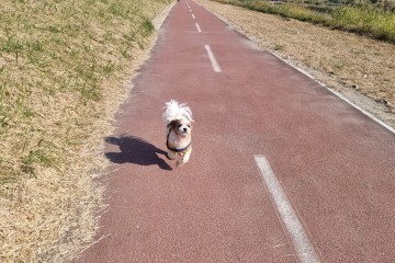 remi
