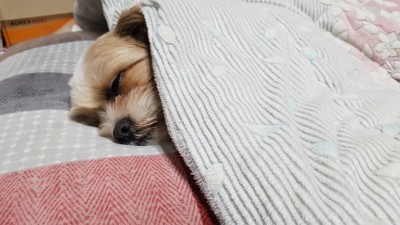 18년02월03일 산책 후 취침